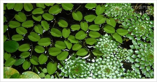 メダカの水草 育成も容易で入門者向け 人気のおすすめ8種類 大分めだか日和 メダコレ Medaka Collection