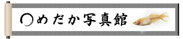 メダカの種類写真